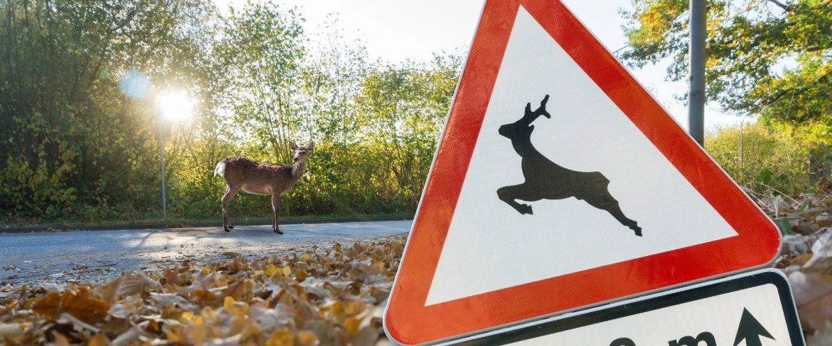 Im Vordergrund ein Warnschild mit einem Reh, im Hintergrund ein Reh auf einer Straße im Wald
