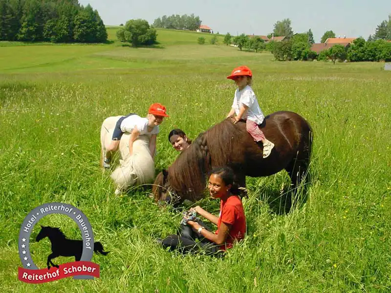 zu sehen sind zwei Ponys auf einer Weide und Kinder, die auf diese sitzen